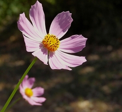 ruzova