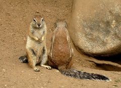 ,,čelom vpred,,čelom vzad''