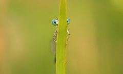Skrývajúca sa vážka