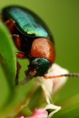 Bystruška hladiaca na kvet...