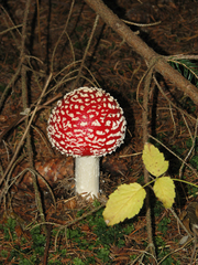 červená princezná