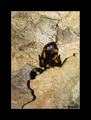 salamandra