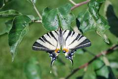 Motyl 2