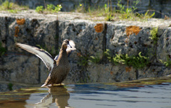 ... ale prevetral si krídla