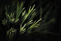 Ostré ihličky (neostre)