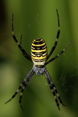 Križiačik pruhovaný