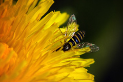 Prvý ranný kontakt