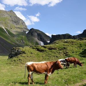 kravicky Milka v Alpach
