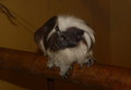 Tamarin pinci