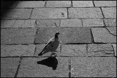 Nechcem sa túlať mestom sám ... 