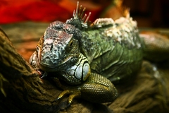 Chameleon