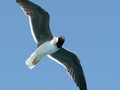 seagull
