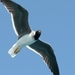 seagull