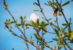 magnolia