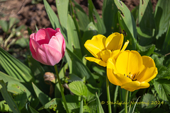 tulipány