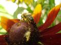 Včela na kvete