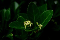 rastlina