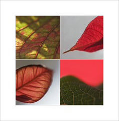 ...variacie na jednu temu...