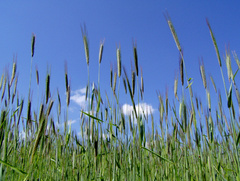 Obilie