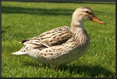 Bola raz jedna kačica