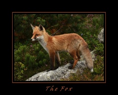 The Fox