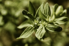 Magic flower