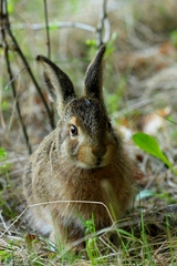 Zajac poľný (Lepus europaeus)