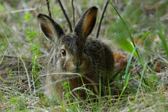 Zajac poľný (Lepus europaeus)