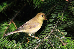 Sedmohlások hájový