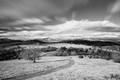 Budiná B&W