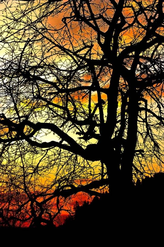 strom vo vecernom sere