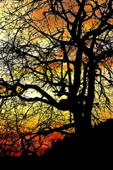 strom vo vecernom sere