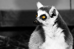 Lemur