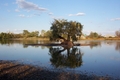 strom zivota-