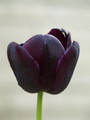 Cierny Tulipan
