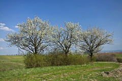 Čerešne