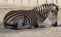 Oddychujúca zebra