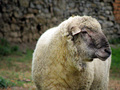 Baran