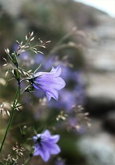 Z horských chodníkov