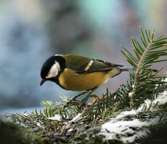 Dobré ránko, čim-čim...III.