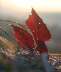 Chladné ráno