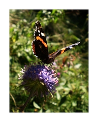 Moja  motýlia prvotina