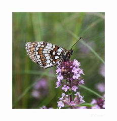 Na materinej dúške