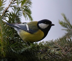 Sýkorka (ako keby ste nevedeli.)