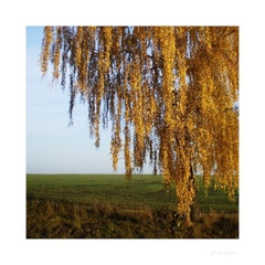 Jesenný zlatý dážď