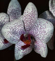 orchidea II