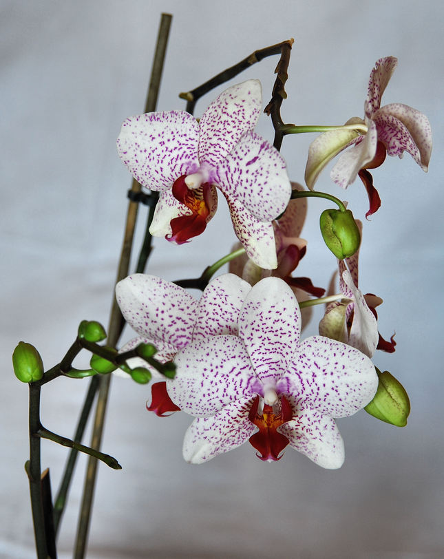 orchidea III