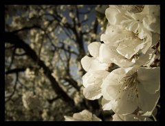 Cherry tree