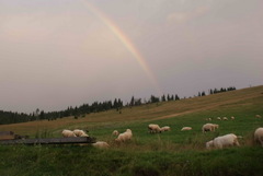 Dúha nad pašou
