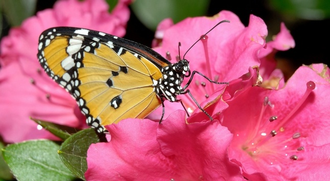 motýl Emanuel